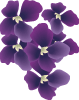 Veilchen