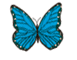 Schmetterling 3